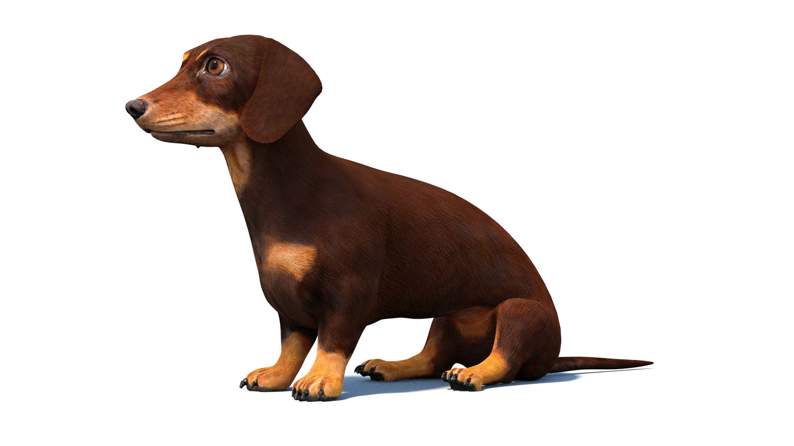 Rigged Dachshund Dog 3D Model 360° view 2 frame 28