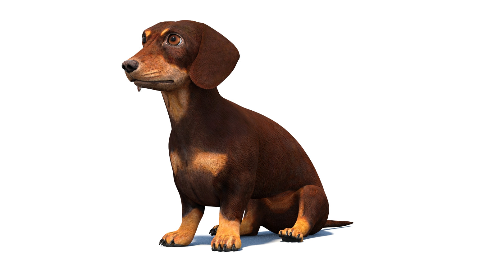 Rigged Dachshund Dog 3D Model 360° view 2 frame 30