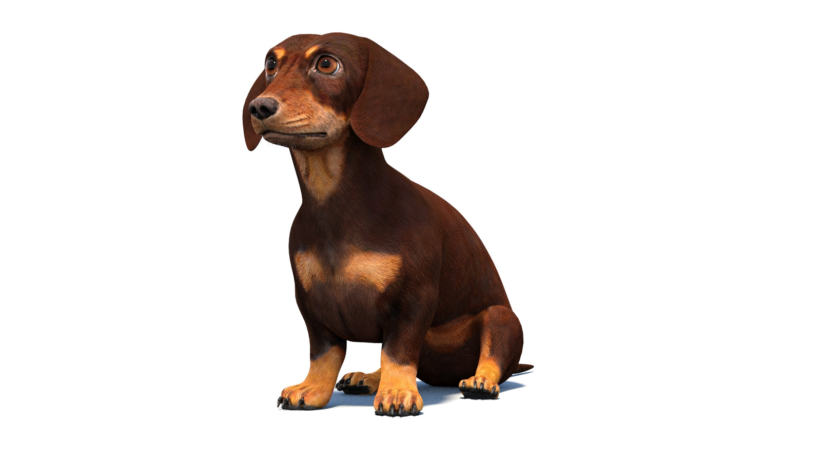 Rigged Dachshund Dog 3D Model 360° view 2 frame 31