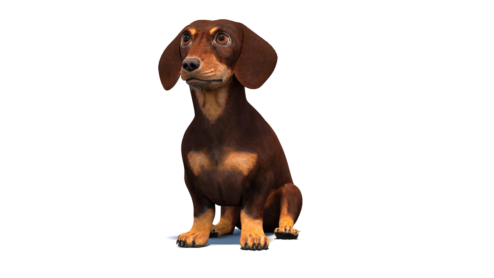 Rigged Dachshund Dog 3D Model 360° view 2 frame 32