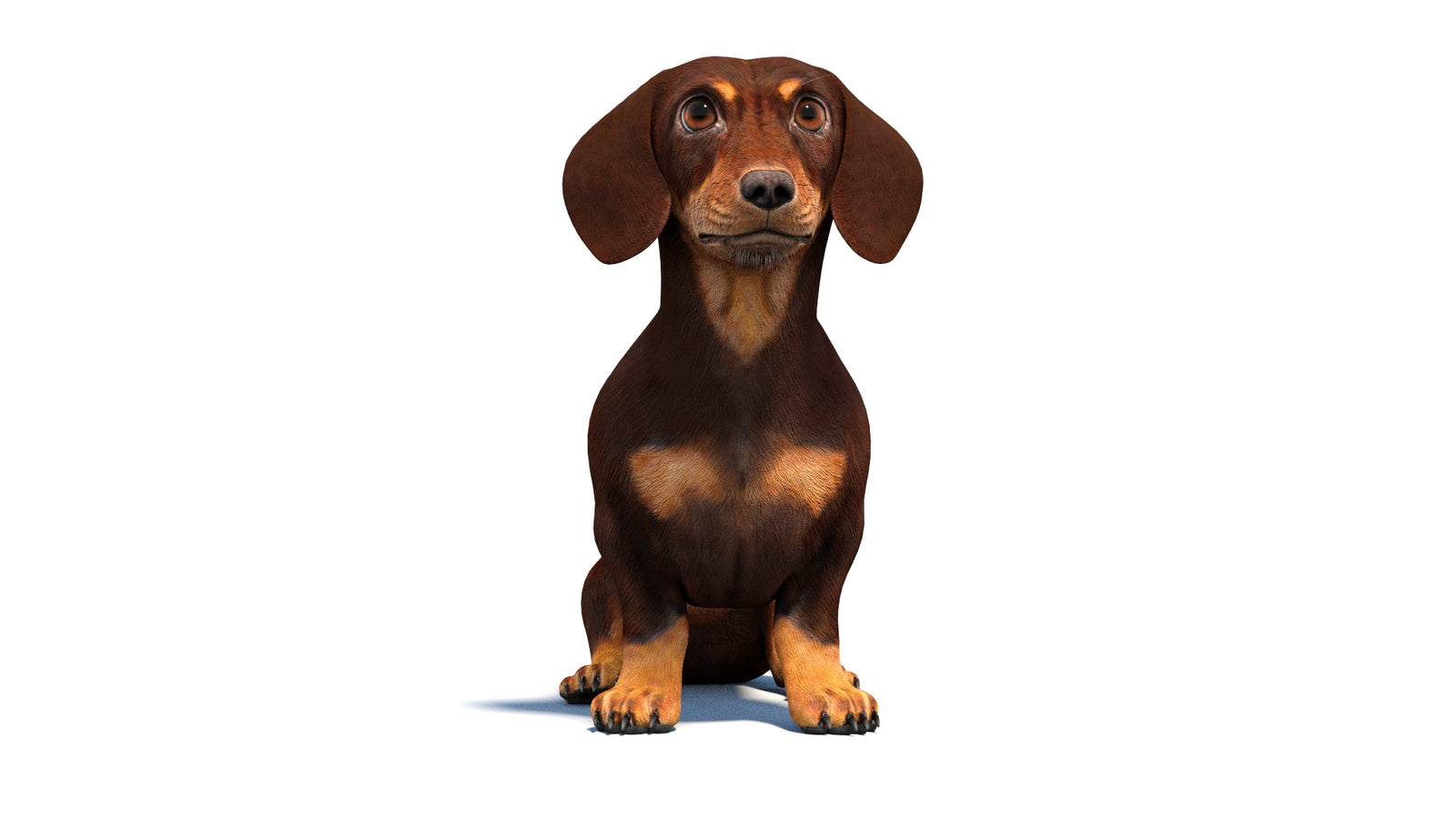 Rigged Dachshund Dog 3D Model 360° view 2 frame 34