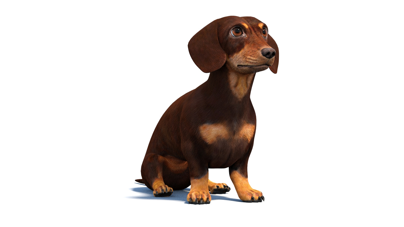 Rigged Dachshund Dog 3D Model - 360 Degree View