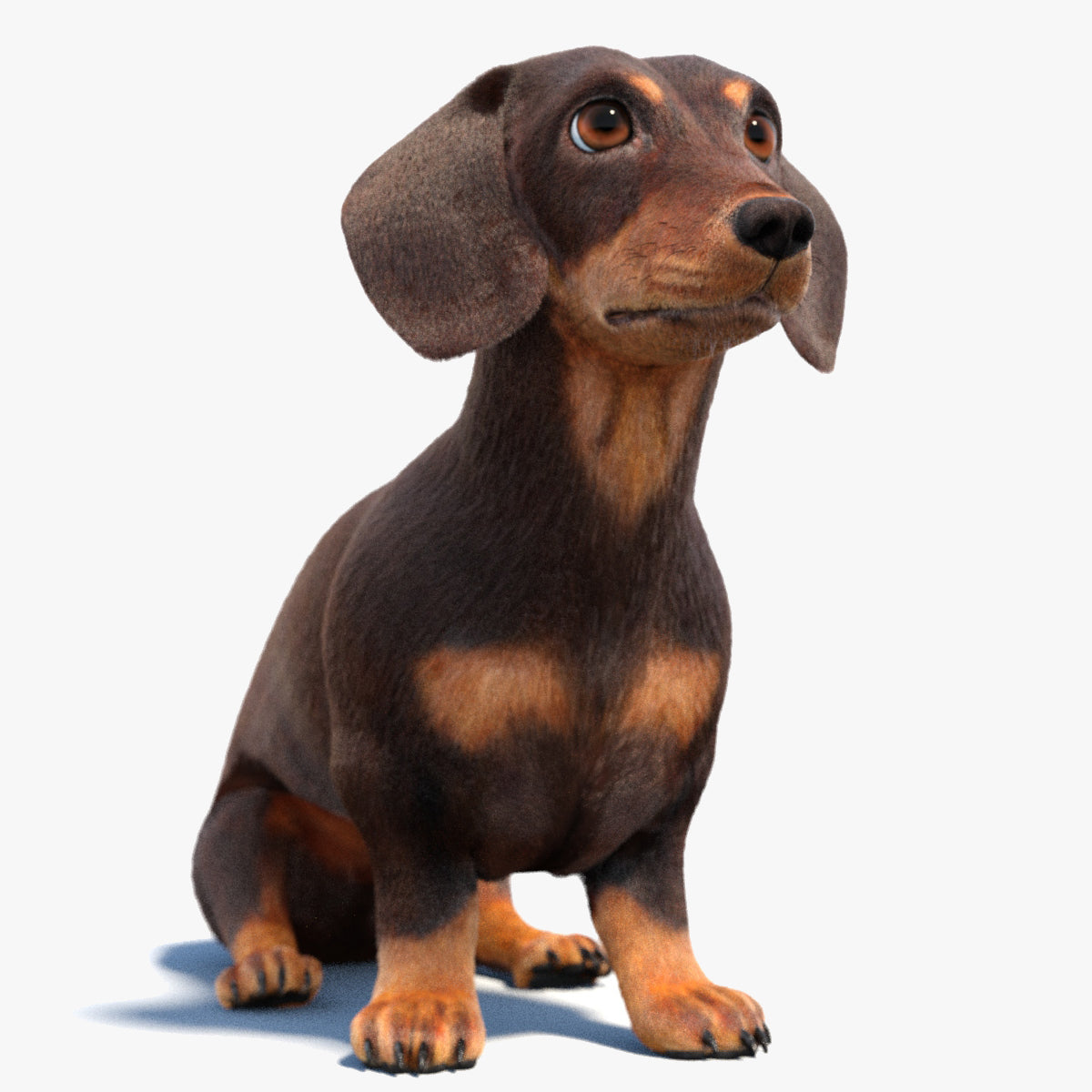 Rigged Dachshund Dog 3D Model with Fur