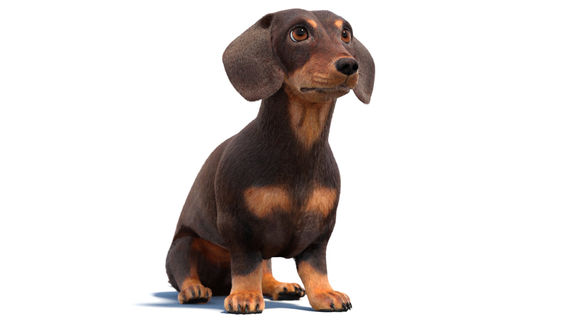 Rigged Dachshund Dog 3D Model with Fur