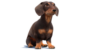 Rigged Dachshund Dog 3D Model with Fur Thumbnail