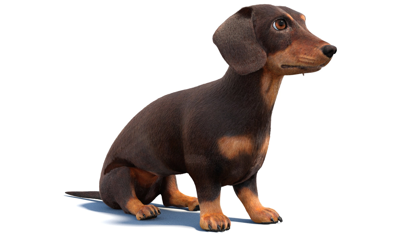 Rigged Dachshund Dog 3D Model with Fur