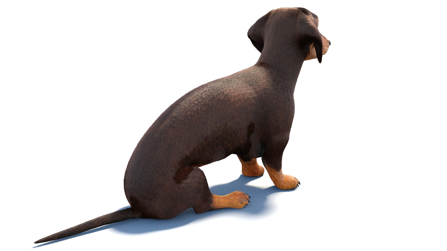 Rigged Dachshund Dog 3D Model Fur