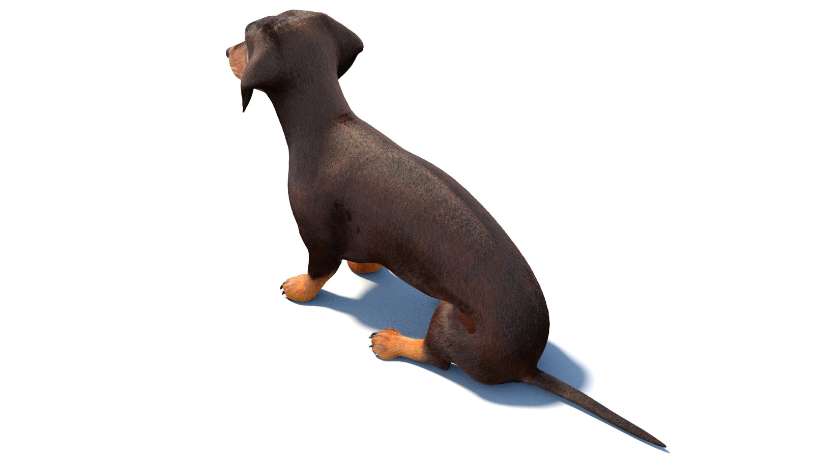リギングされたダックスフント犬の3Dモデルファー