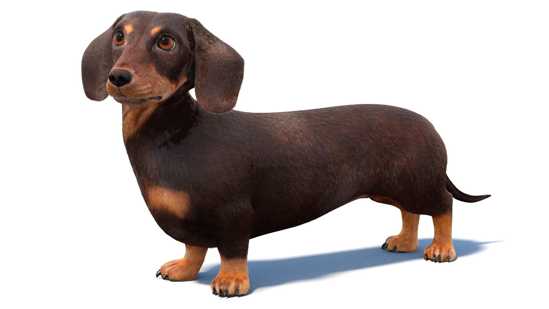 Rigged Dachshund Dog 3D Model with Fur