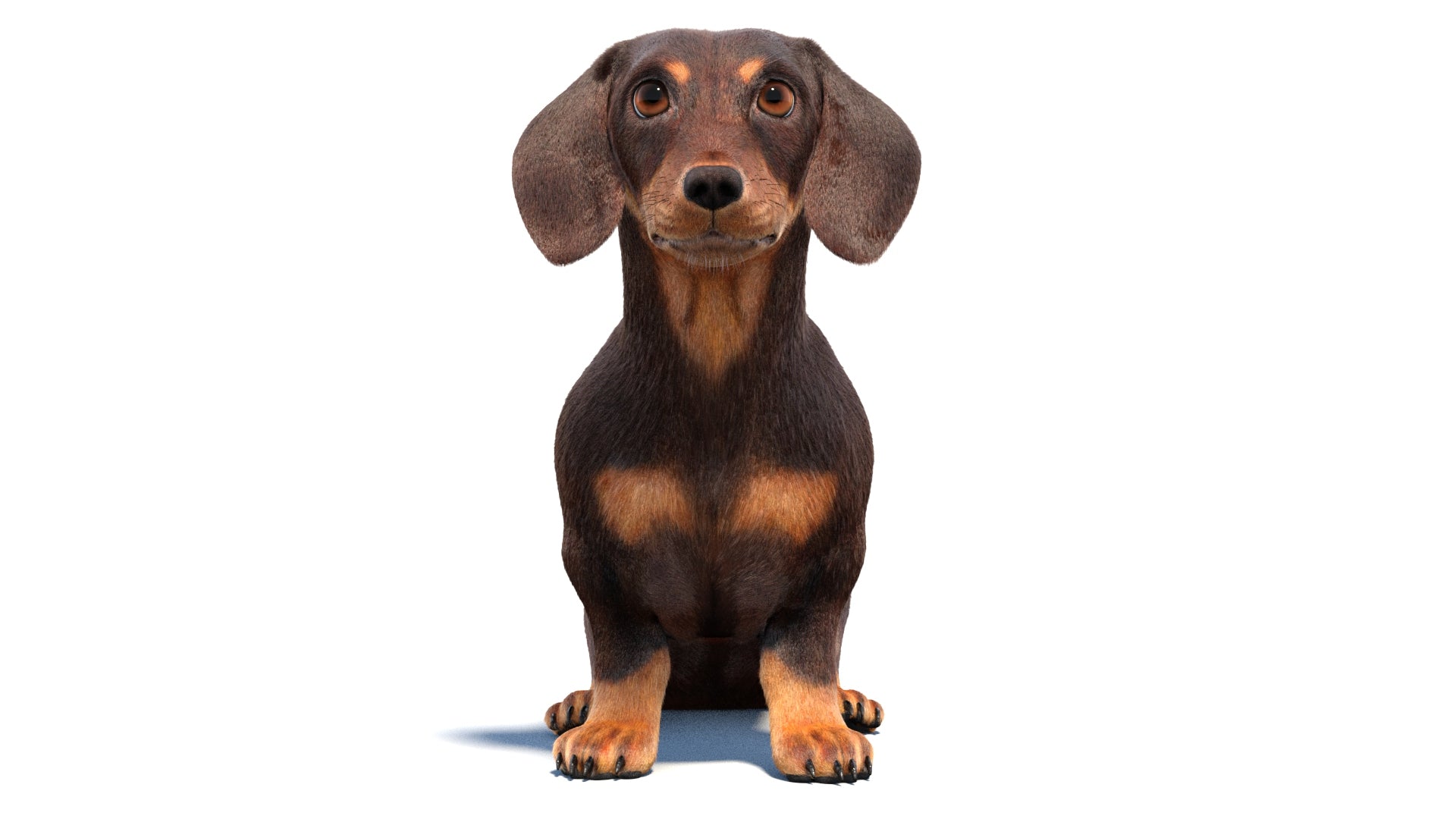 Rigged Dachshund Dog 3D Model with Fur