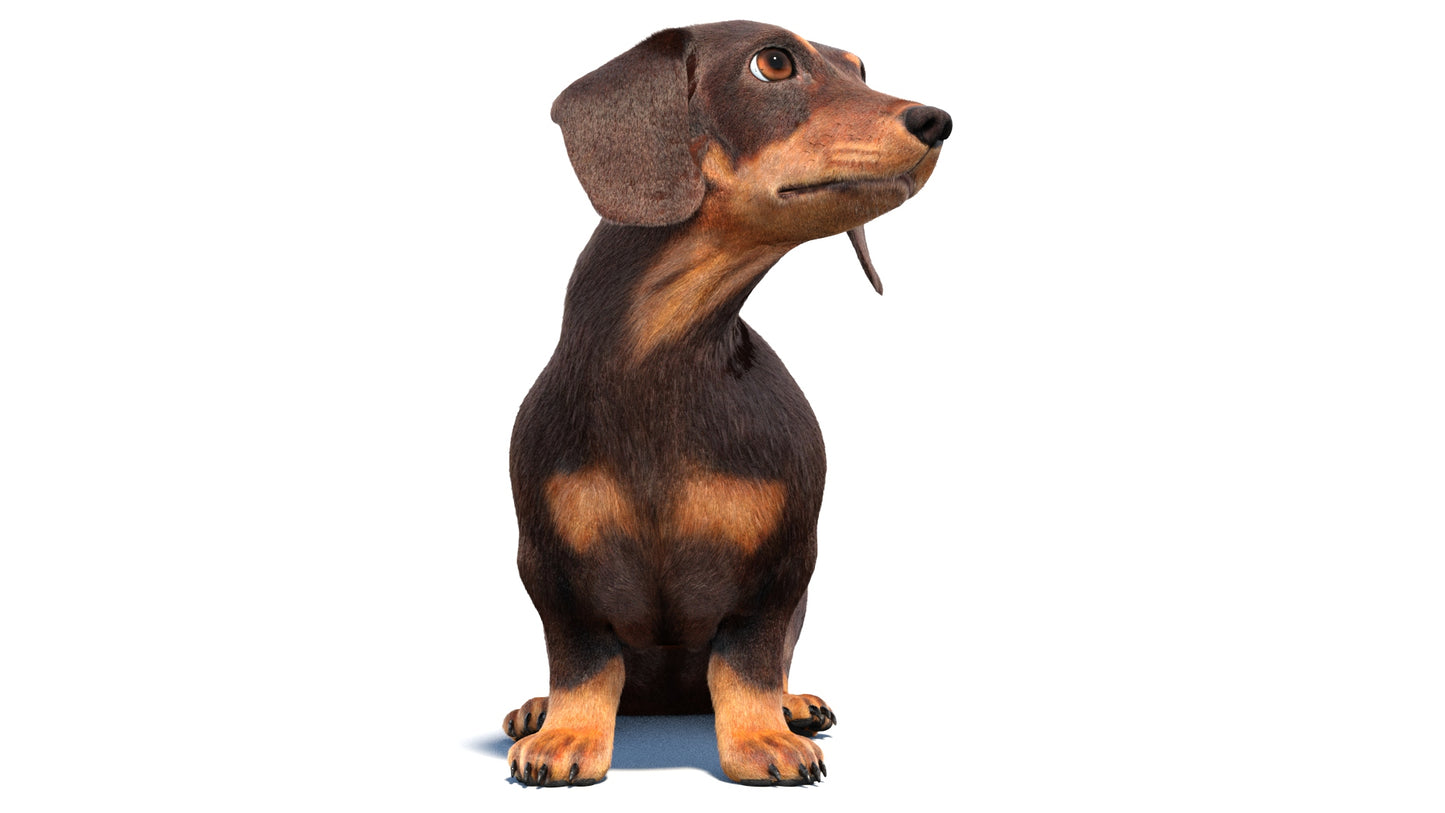 Rigged Dachshund Dog 3D Model with Fur