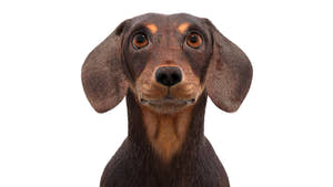 Rigged Dachshund Dog 3D Model Fur Thumbnail