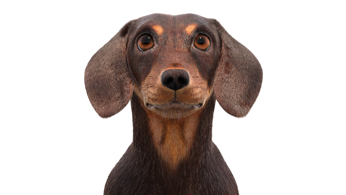 Rigged Dachshund Dog 3D Model - Hair and Fur