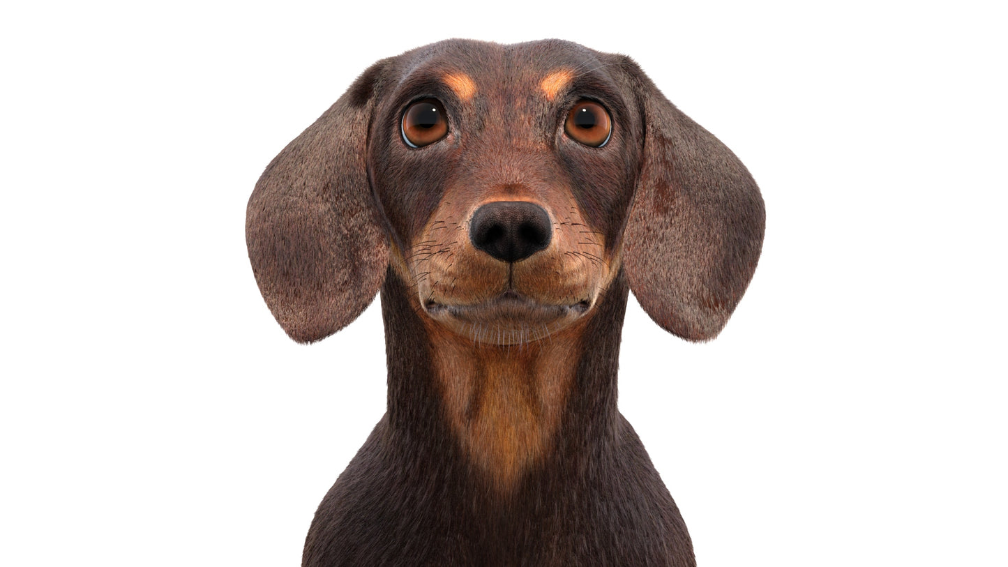 Rigged Dachshund Dog 3D Model Fur