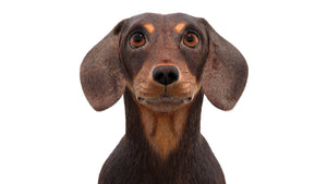 조작된 닥스훈트 3D 모델 모피 Thumbnail