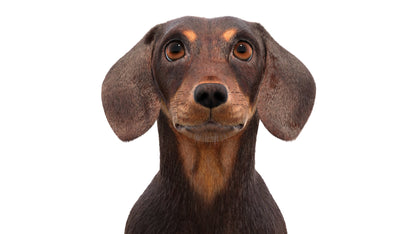 Rigged Dachshund Dog 3D Model Fur