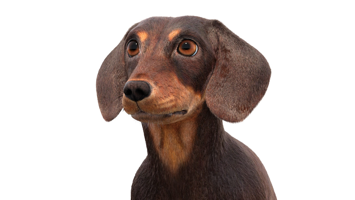 Rigged Dachshund Dog 3D Model - Hair and Fur
