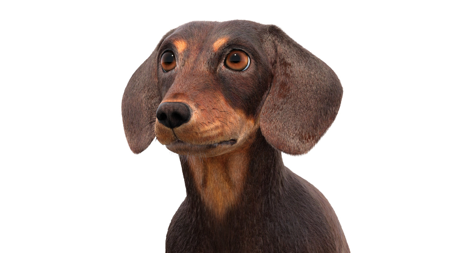 Rigged Dachshund Dog 3D Model Fur