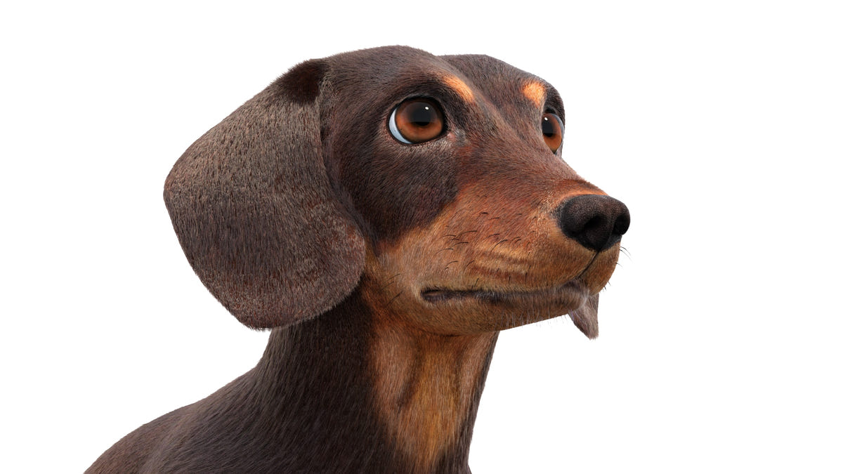 Rigged Dachshund Dog 3D Model - Hair and Fur