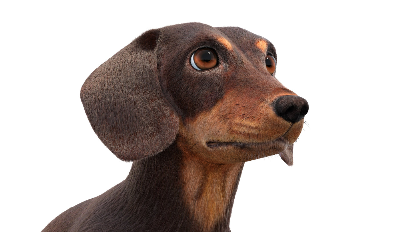 Rigged Dachshund Dog 3D Model Fur