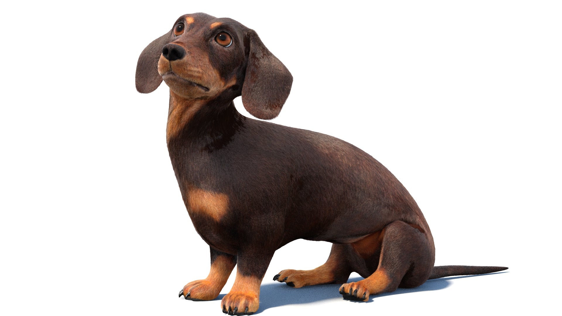 Rigged Dachshund Dog 3D Model with Fur