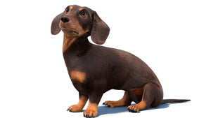 Rigged Dachshund Dog 3D Model with Fur Thumbnail