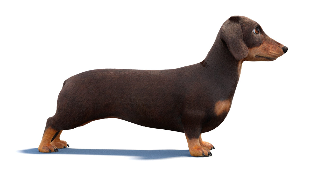 Rigged Dachshund Dog 3D Model - Hair and Fur