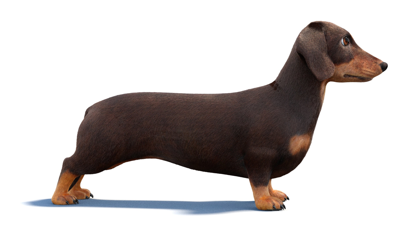 リギングされたダックスフント犬の3Dモデルファー