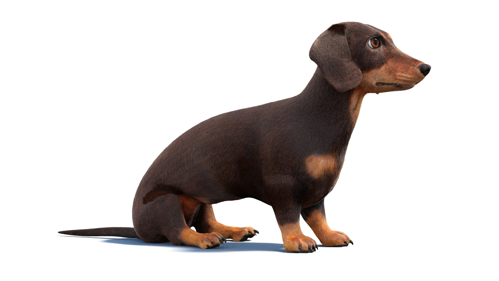 Rigged Dachshund Dog 3D Model Fur 360° view 1 frame 4
