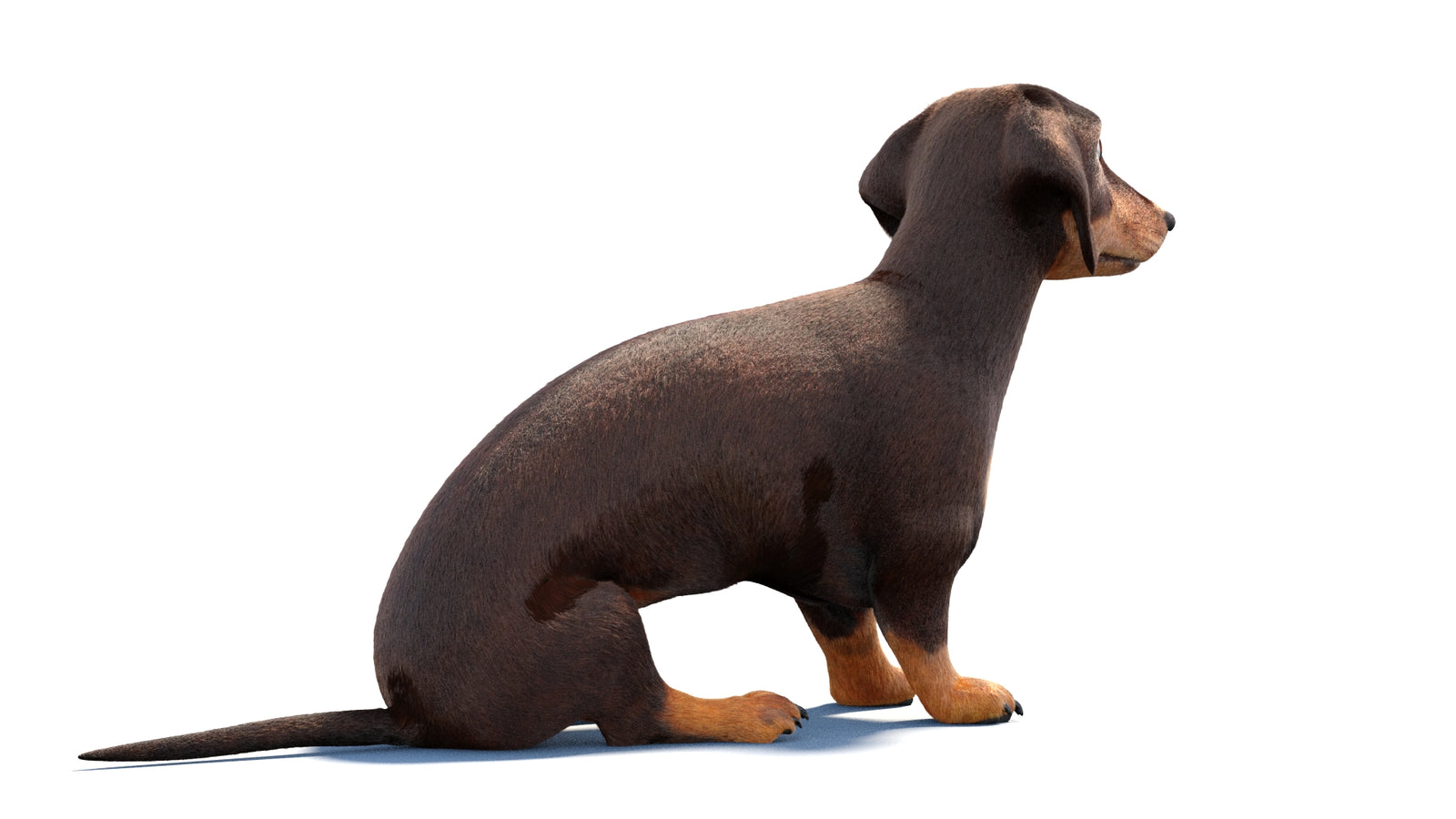 Rigged Dachshund Dog 3D Model Fur 360° view 1 frame 10