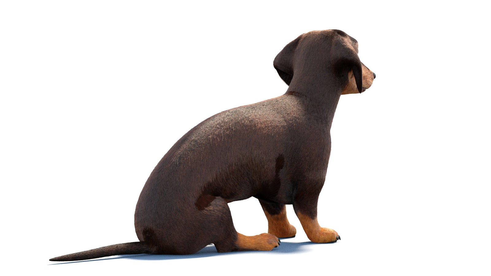 Rigged Dachshund Dog 3D Model Fur 360° view 1 frame 11