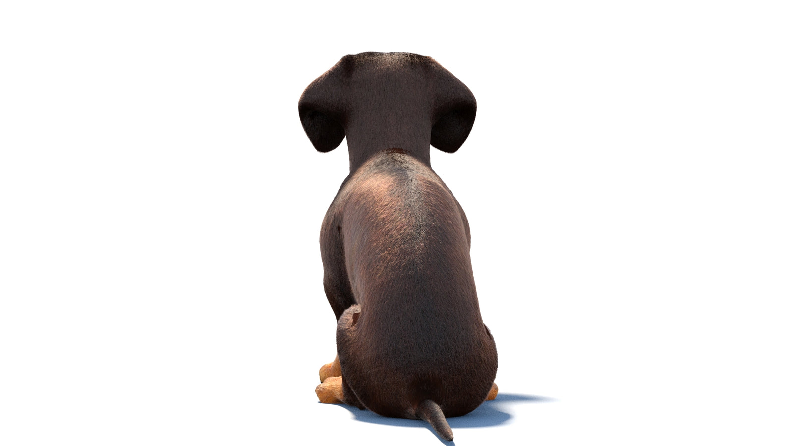 Rigged Dachshund Dog 3D Model Fur 360° view 1 frame 16