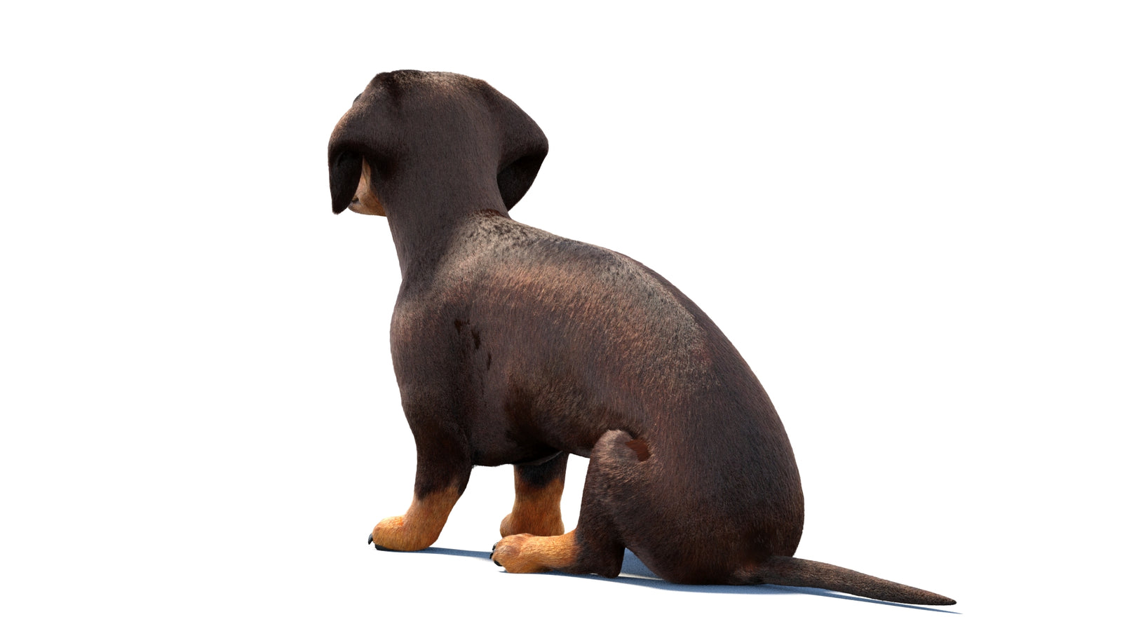 Rigged Dachshund Dog 3D Model Fur 360° view 1 frame 19