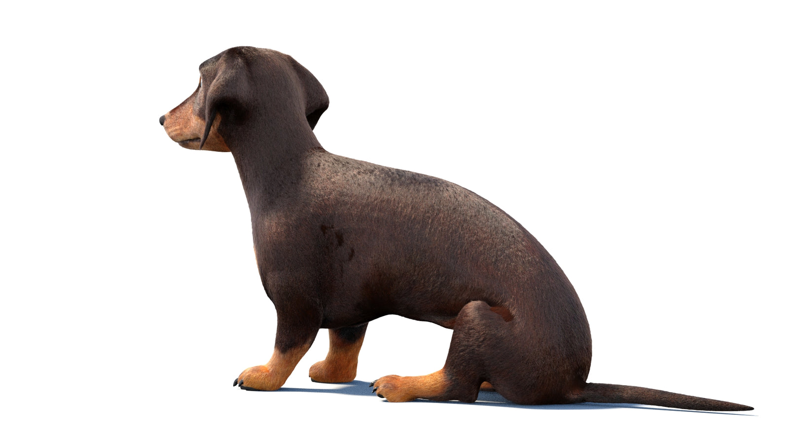 Rigged Dachshund Dog 3D Model Fur 360° view 1 frame 21