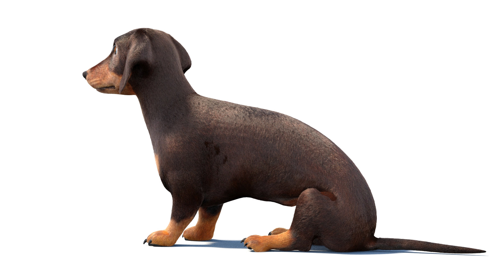 Rigged Dachshund Dog 3D Model Fur 360° view 1 frame 22