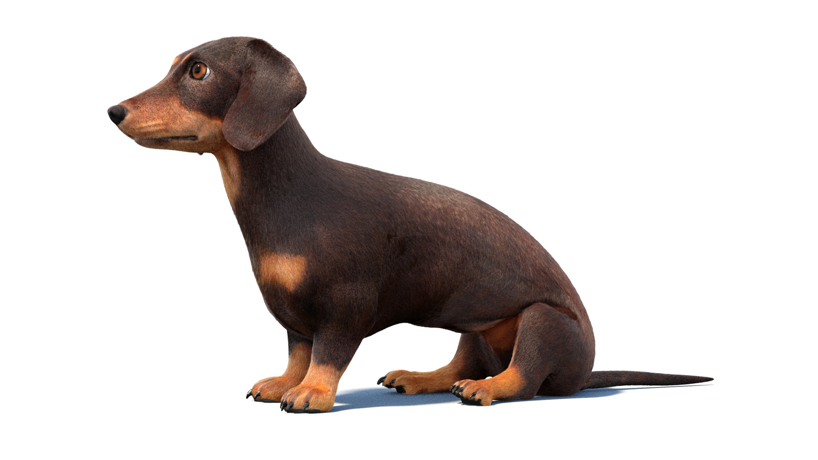 Rigged Dachshund Dog 3D Model Fur 360° view 1 frame 27