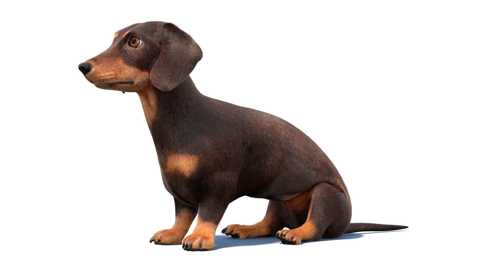 Rigged Dachshund Dog 3D Model Fur 360° view 1 frame 28