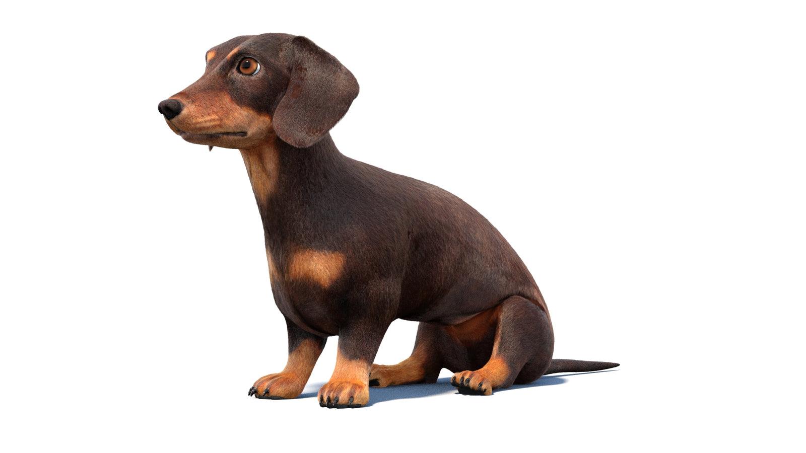 Rigged Dachshund Dog 3D Model Fur 360° view 1 frame 29