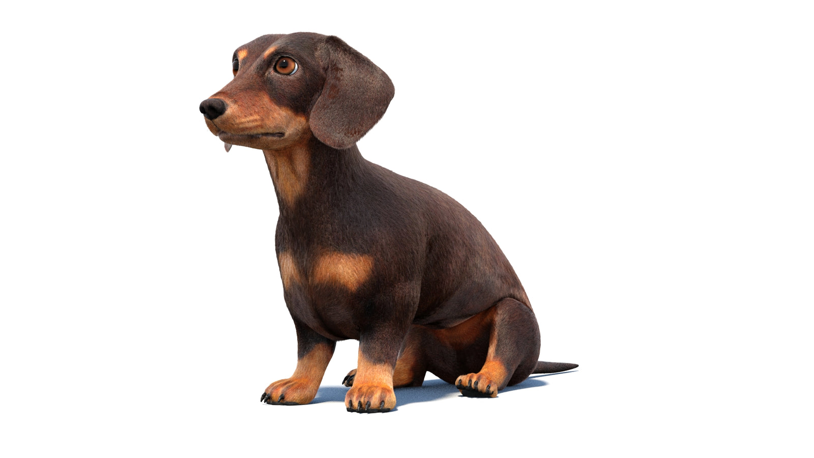 Rigged Dachshund Dog 3D Model Fur 360° view 1 frame 30