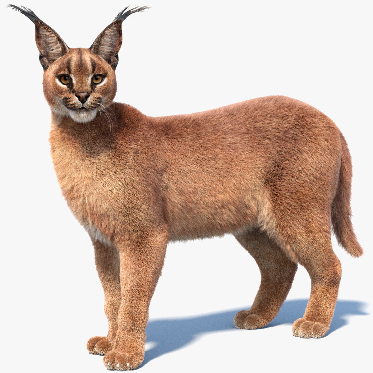 Rigged Caracal 3D Model with Fur