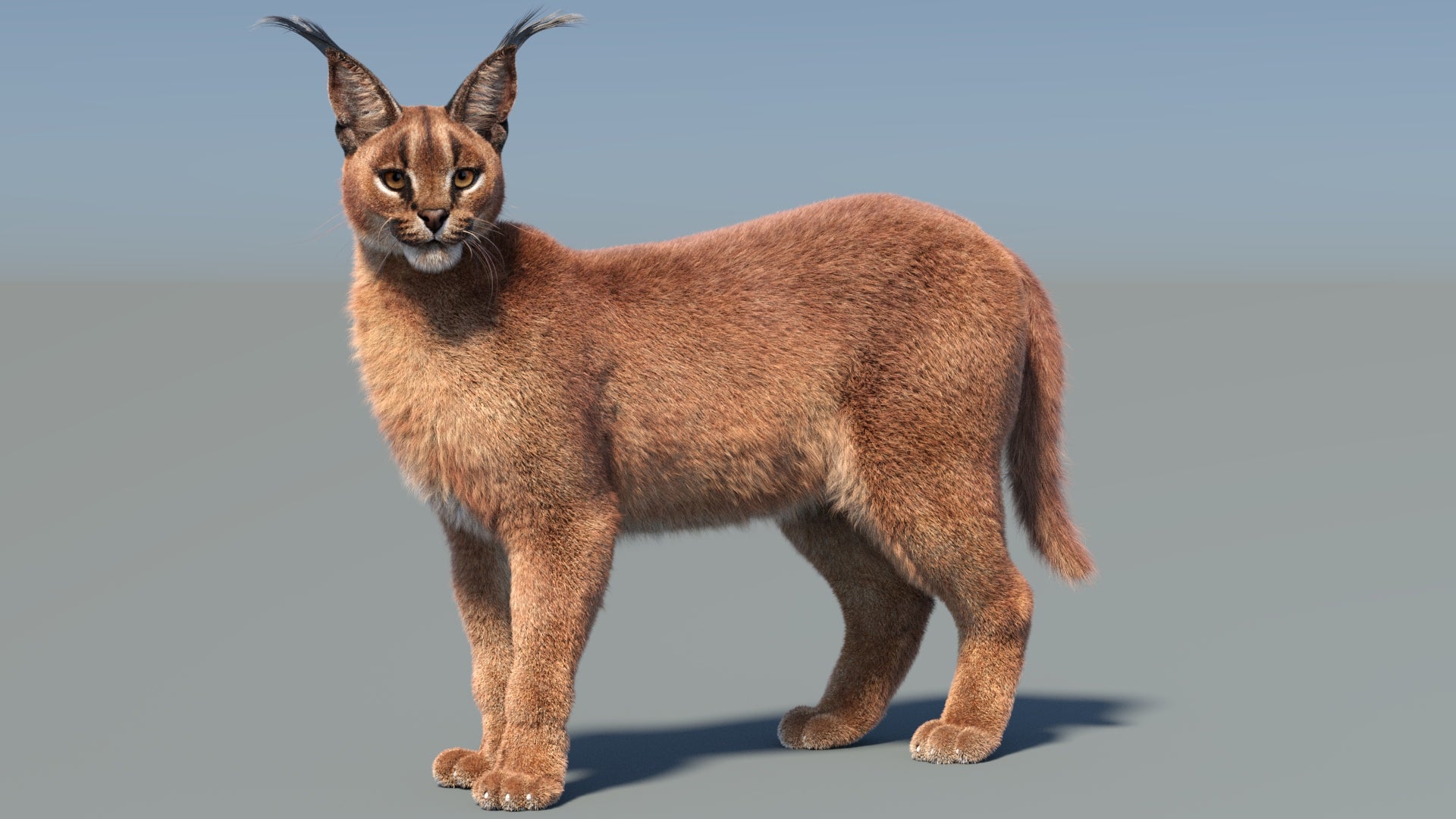 Rigged Caracal 3D Model with Fur