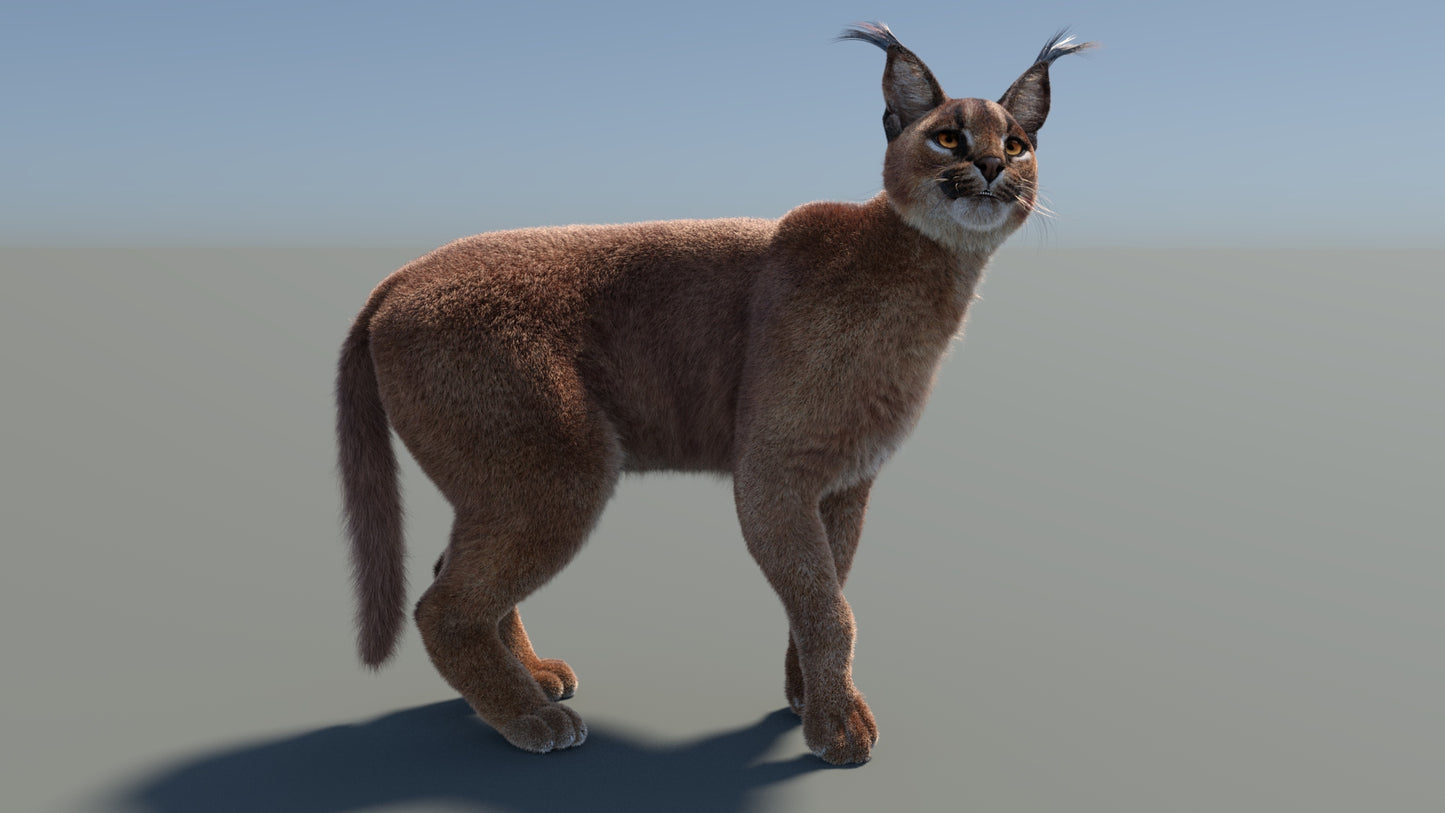 Rigged Caracal 3D Model with Fur