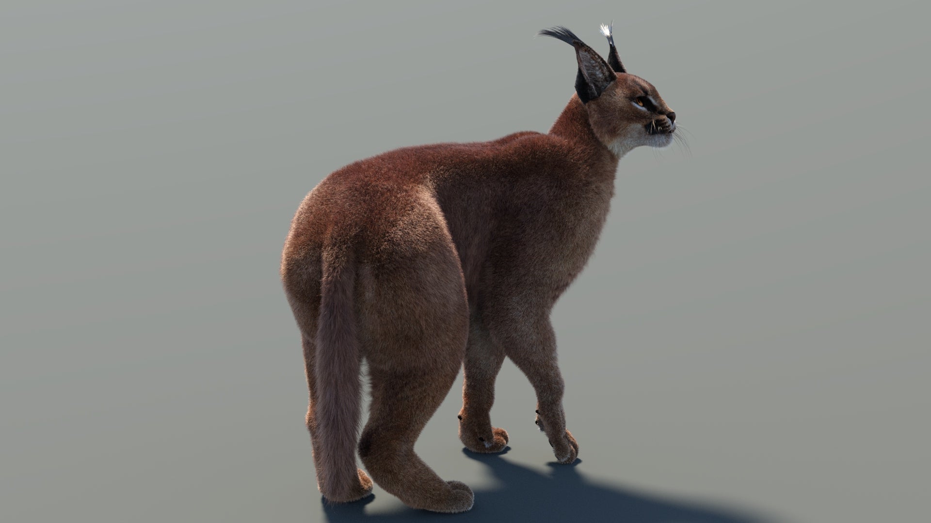 Rigged Caracal 3D Model with Fur