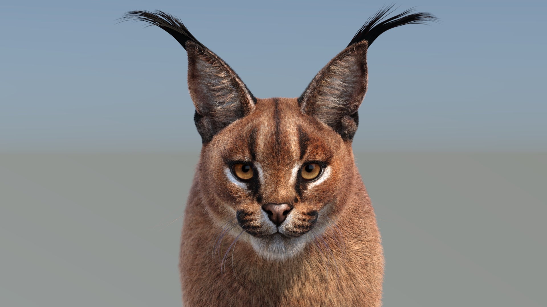 Rigged Caracal 3D Model with Realistic Groomed Fur Close Up View