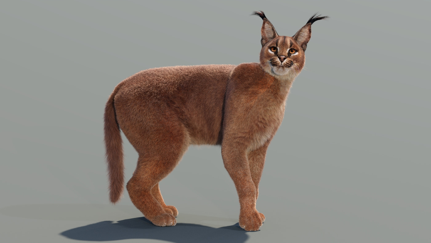 Rigged Caracal 3D Model Fur - 360 Degree View