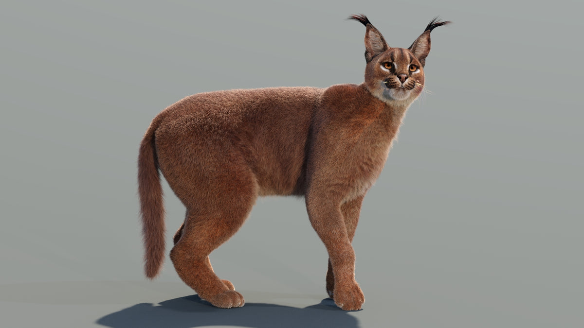 Rigged Caracal 3D Model - Hair and Fur - 360 Degree View