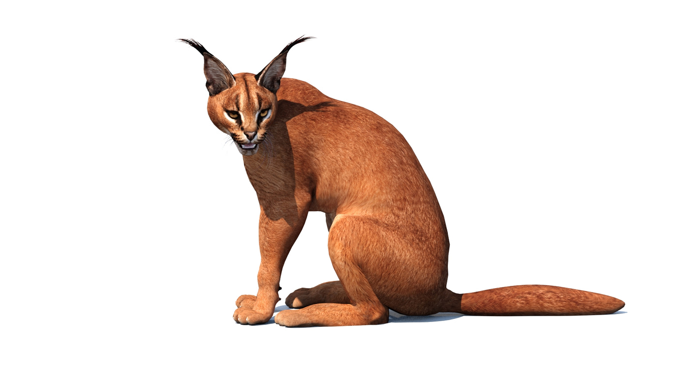 Rigged Caracal 3D Model - Game-Ready - 360 Degree View
