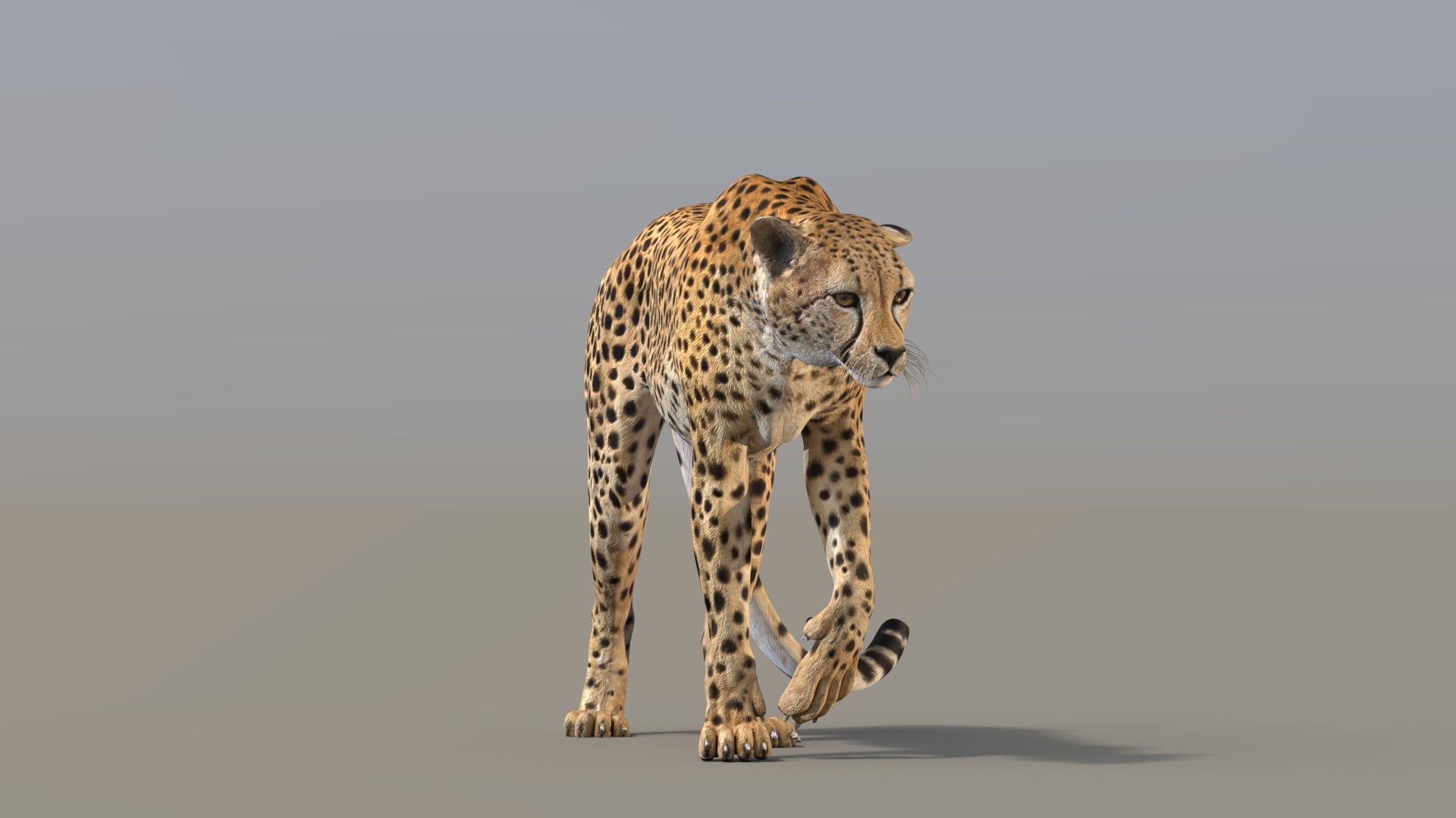 Cheetah 3D Model Rigged - 360 Degree View