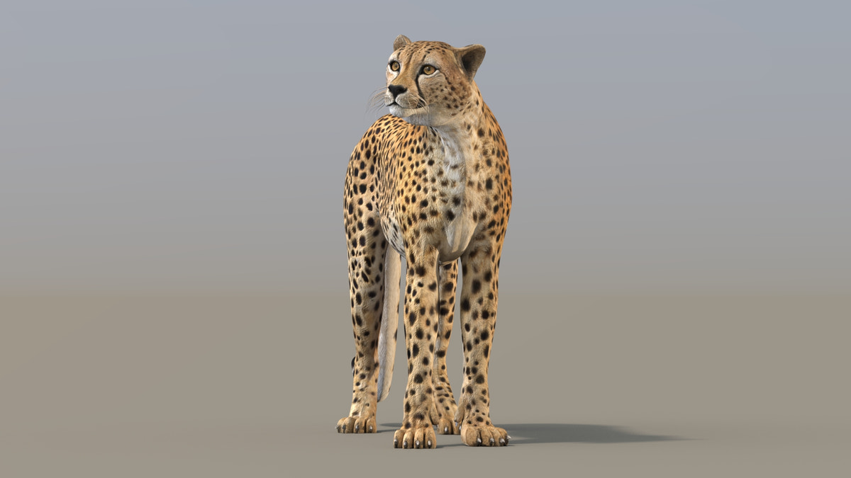 Cheetah 3D Model Rigged - 360 Degree View