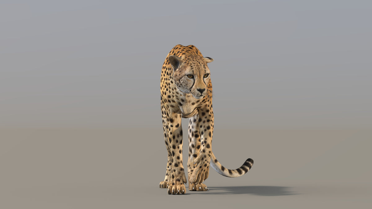 Rigged Cheetah 3D Model - Game-Ready - 360 Degree View